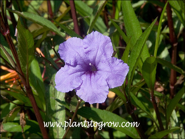 Tubular Petunia-like flower.